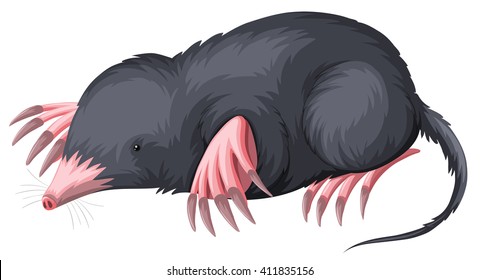 Mole with black fur illustration