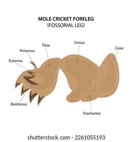 Mole cricket foreleg. Fossorial leg.