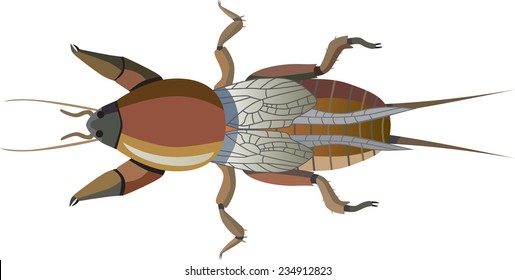 mole cricket insect