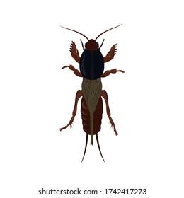 Mole cricket isolated on white background. Insect pest illustration