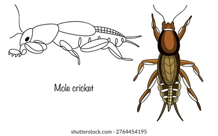 Mole cricket. Two large, hand-drawn insects with elongated, brown bodies. Their bodies are covered with a dense integument, and there are short appendages at the end of their abdomens. 