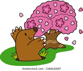 Mole happy to see Sakura