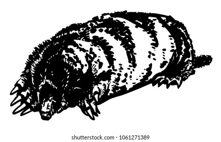 Mole. Ink vector illustration of subterranean animal without eyes. Black and white sketch of agricultural pest