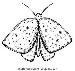 Mole night insect with wings in sketch style. Vector line illustration