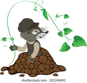 Mole out of soil in the garden, vector illustration