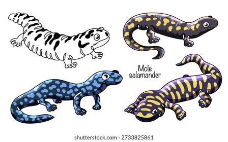 Mole salamander. Hand-drawn illustrations of four different lizards with smooth skin, short legs, and long tails. Colored vector illustration featuring various ambystoma color patterns. 