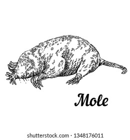 Mole. Sketch. Engraving style. Vector illustration.