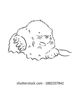 Mole. Sketch. . Vector illustration. mole vector sketch illustration