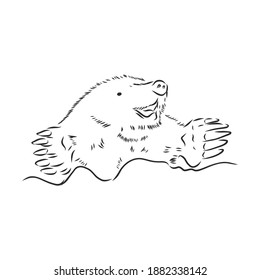 Mole. Sketch. . Vector illustration. mole vector sketch illustration