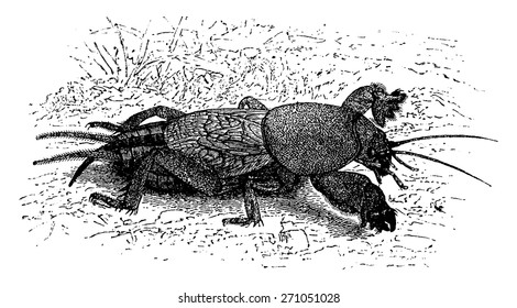 Mole-cricket, vintage engraved illustration. La Vie dans la nature, 1890.