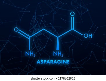 Molecular biology. Asparagine L-asparagine , Asn, N amino acid molecule. Vector illustration