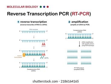 Molekulare Biologie-Diagramm erläutert Konzept und Verfahren der Reverse Transkription oder RT PCR zur Verstärkung genetischer Materialien aus der RNA oder zum Nachweis des Covid19-Virus