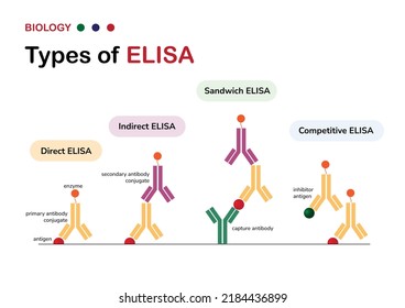 Molecular Biology Diagram Present Type Of The Enzyme-linked Immunosorbent Assay Or ELISA