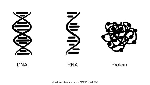 The molecular biology in icon concept : DNA, RNA and Protein