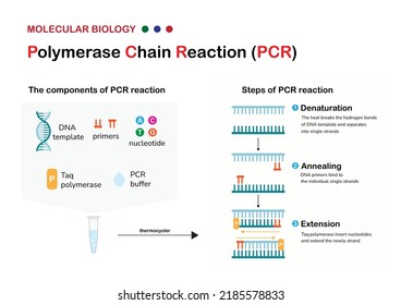 Molecular biology present component, principle and process of polymerase chain reaction  or PCR technique for DNA amplification