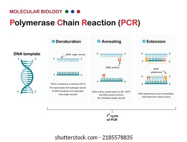 Polymerase Chain Reaction Simple