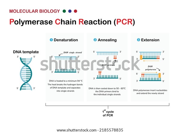 1.616 Polymerase Chain Reaction Bilder, Stockfotos Und Vektorgrafiken ...