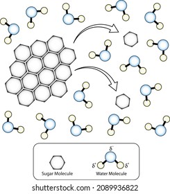 Molecular Dissolving Of Sugar In Water