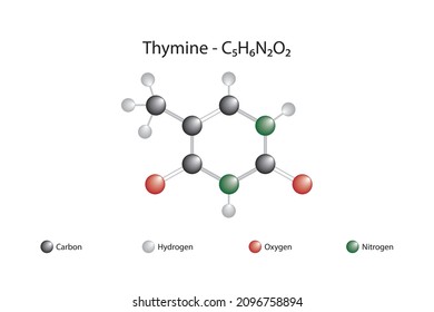 Molecular Formula Of Thymine. Thymine Is The Molecule That Is One Of The Bases Of Nucleic Acids In DNA. It Can Form A Base Pair With Adenine.