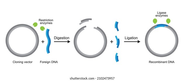 Molecular Illustration Of Gene Cloning. From Plasmid to Recombinant DNA. Vector Illustration.