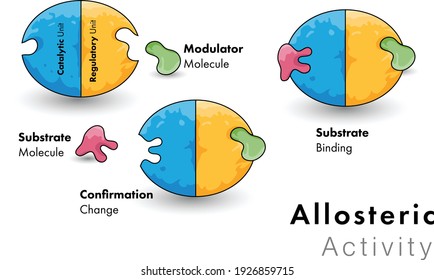 13 Allosteric Regulation Images, Stock Photos & Vectors | Shutterstock