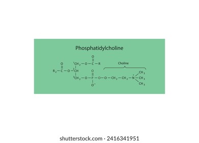 Molecular schematic structure of Phosphatidylethanolamine. Green Scientific vector illustration.