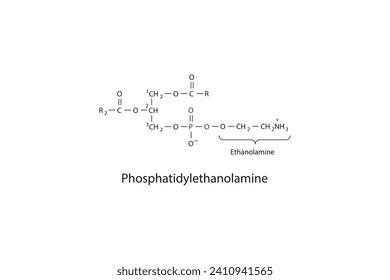 Molecular schematic structure of Phosphatidylethanolamine. White Scientific vector illustration.