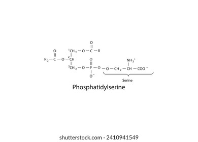 Molecular schematic structure of Phosphatidylserine. White Scientific vector illustration.