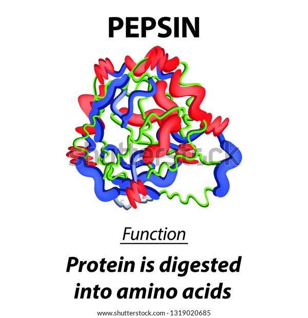 ペプシンの分子構造化学式 消化管酵素ペプシンの機能 タンパク質をアミノ酸に変える インフォグラフィックス 分離型背景にベクターイラスト のベクター画像素材 ロイヤリティフリー