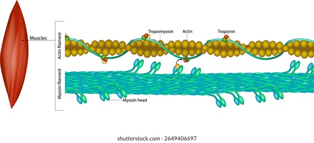 Estrutura Molecular dos Filamentos de Actina e Miosina na Contração Muscular. Diagrama Detalhado dos Componentes Sarcomere nas Fibras Musculares Esqueléticas