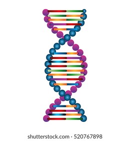 Molecular structure of DNA
