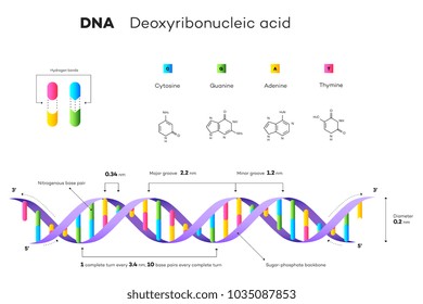 Molecular Structure Of DNA. Infographic Educational Vector Illustration.