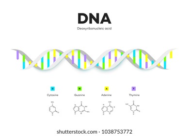 Molecular Structure Of DNA. Infographic Educational Vector Illustration.