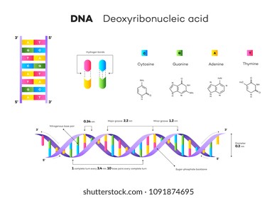 Molecular Structure Of DNA. Infographic Educational Vector Illustration.