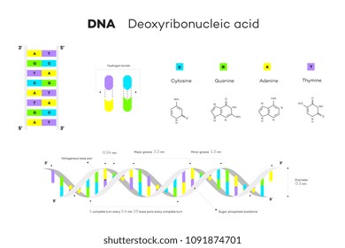 Molecular Structure Of DNA. Infographic Educational Vector Illustration.