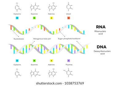Molecular Structure Of DNA and RNA. Infographic Educational Vector Illustration.