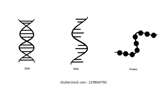 The molecular structure of DNA, RNA and Protein that showed in the concept of black icon