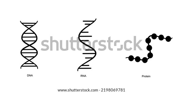 Molecular Structure Dna Rna Protein That Stock Vector (Royalty Free ...