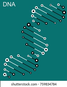 Molecular structure of DNA. DNA. Vector illustration.