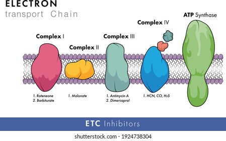 molecular structure of electron transport chain in white background with membrane in with all Complexes and ATP synthase vector graphic design 