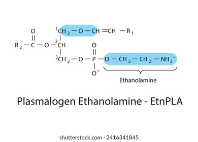 Molecular structure of LPlasmalogen Ethanolamine - EtnPLA White Scientific vector illustration.