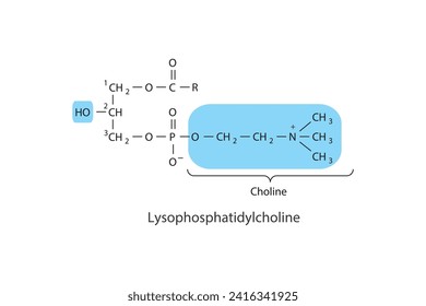 Molecular structure of Lysophosphatidylcholine (lysolecithin) White Scientific vector illustration.
