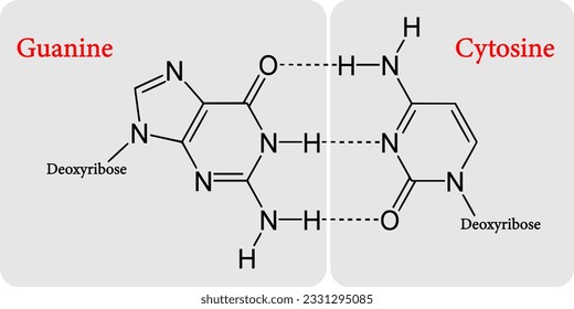 las estructuras moleculares de un   par base guanina-citosina (GC).