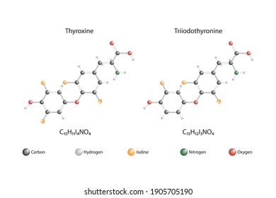 Molecular structures of thyroid hormones. Thyroxine and triiodothyronine