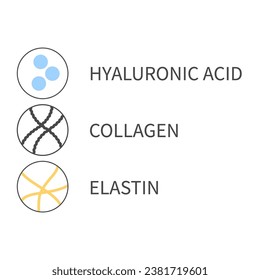 Molecule cells of collagen, elastin and hyaluronic acid. Skin tissue elements diagram. Anti-age treatment. Beauty and wellness concept. Linear vector illustration.