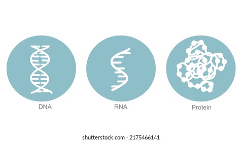 The Molecule Of Molecular Biology : DNA, RNA And Protein That Explore Concept Icon Of Blue And White Color