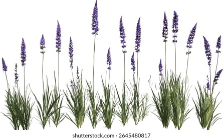 Molinia caerulea purple moor-grama isolada árvore vetor ilustração, grama selvagem, vegetação prado, design botânico, elemento natureza jardim, paisagem natural.
