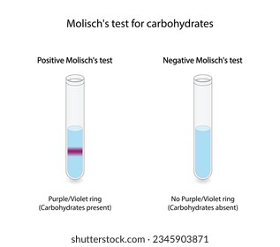 Molisch test for carbohydrates. Sample food plus Molisch reagent. Purple or violet ring confirms the presence of carbohydrates. Chemistry, chemical reaction. Vector illustration.