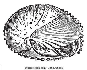 Mollusca ist ein Mitglied des großen Tieres Mollusca von wirbellosen Tieren, Vintage-Linie Zeichnung oder Gravitation Illustration.