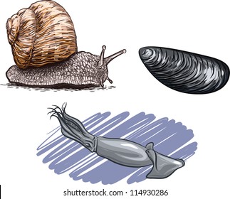 Molluscs